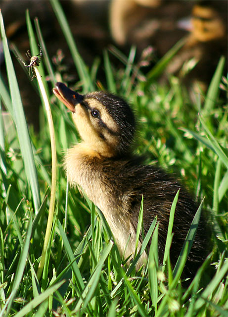 Baby Mallard - feeding time