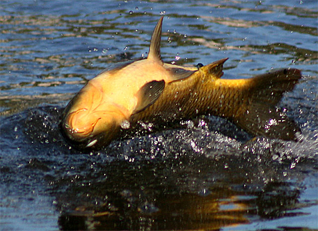 Jumping carp