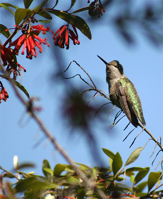 hummingbird
