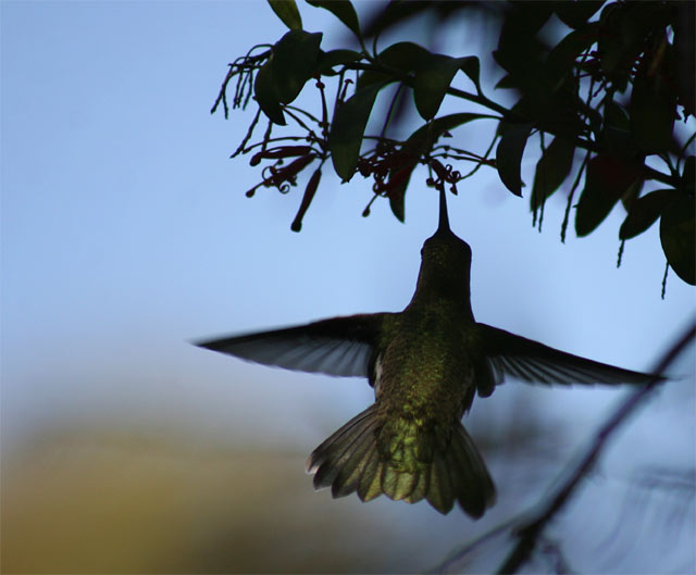 hummingbird-silhoutte