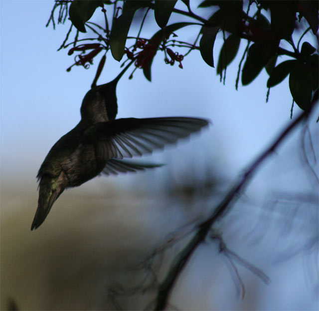 hummingbird-silhouette