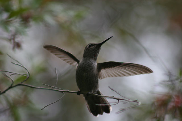 hummingbird-silhouette almost