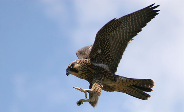Peregrine Falcon