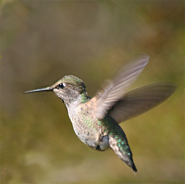 Hummingbird