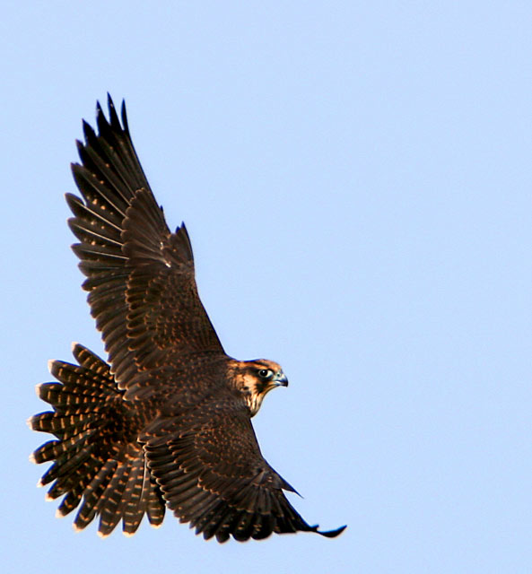 Peregrine Falcon