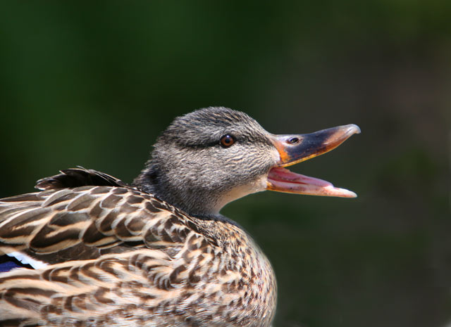 female-mallard