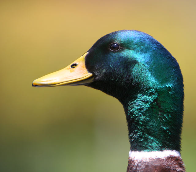 Mallard, Drake, Head shot
