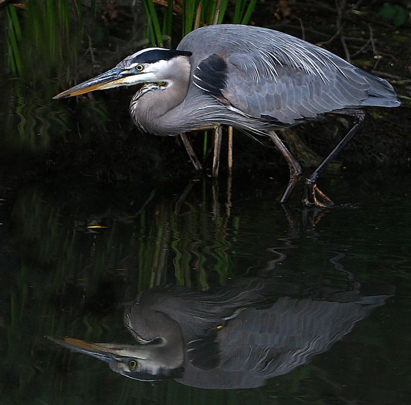 Great Blue Heron fishing