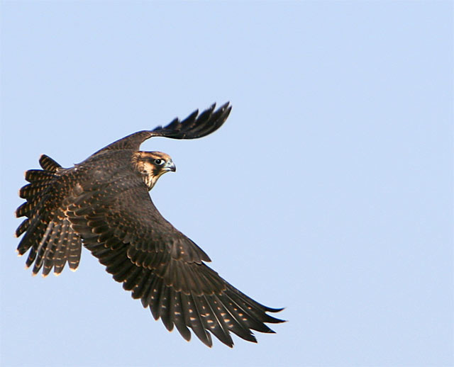 Peregrine Falcon