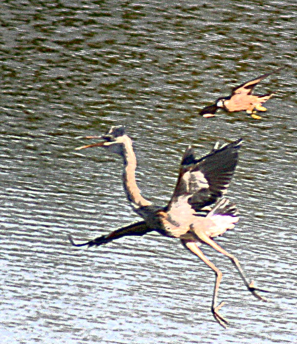 Peregrine attacking Great Blue Heron