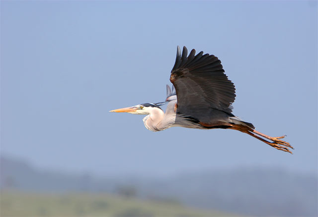 Great Blue flying home