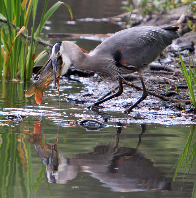 Great Blue Heron eating giant fish