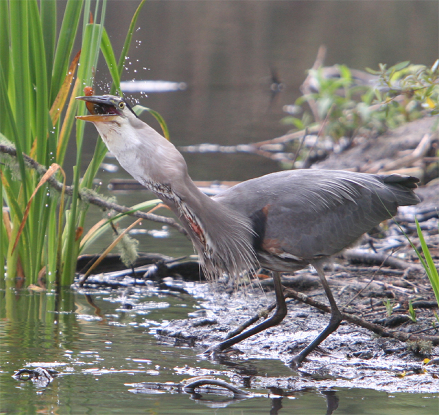 Great Blue Heron finishing off his meal