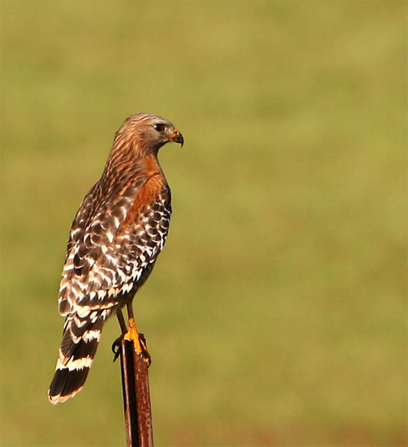 Red Shouldered Hawk not flying
