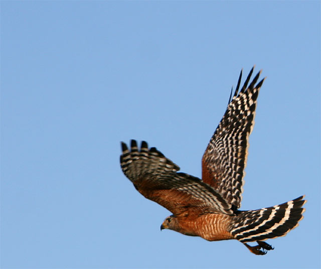 Red Shouldered Hawk