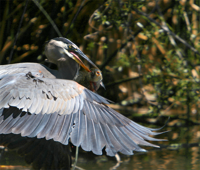 Heron - spear fisher