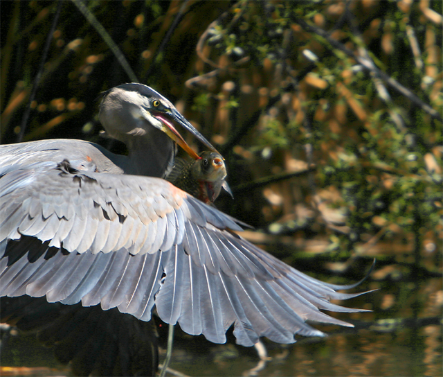 Heron - spear fisher