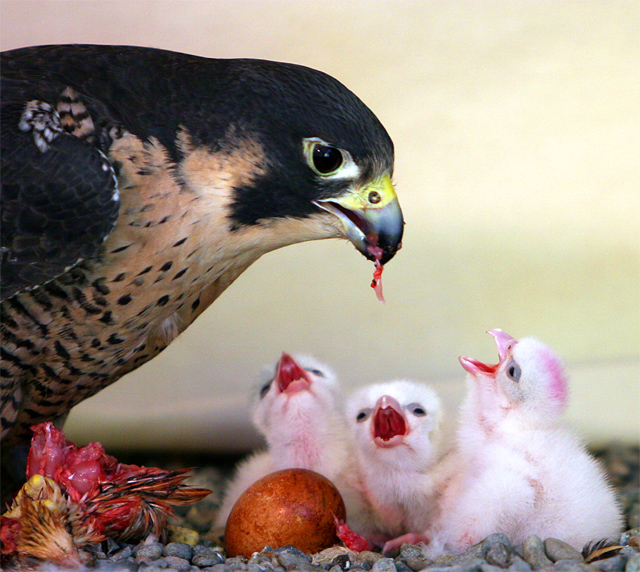 Peregrine falcon & her young