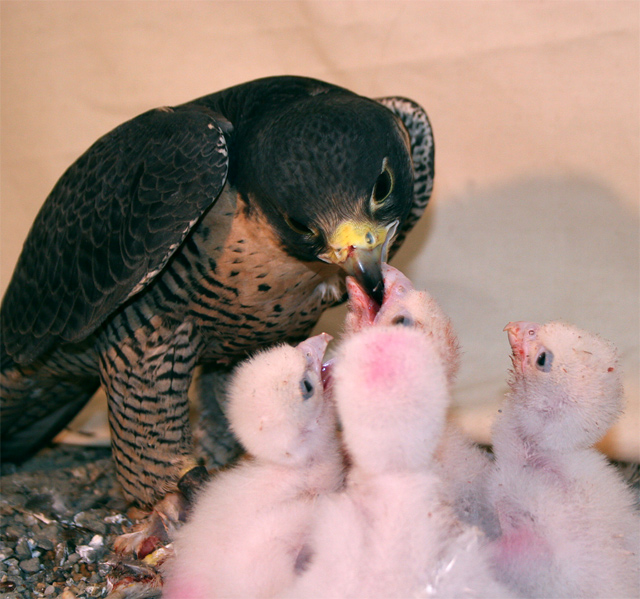 Peregrine close up feeding her babies