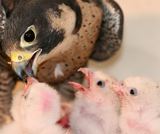 Peregrine close up feeding