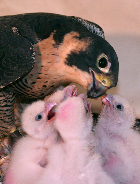 Peregrine falcon & her young