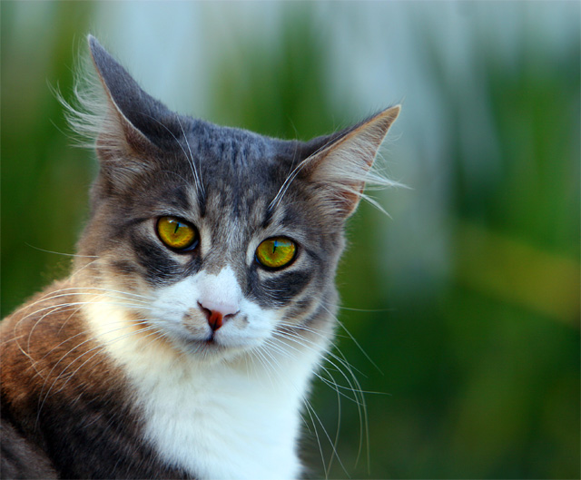 Angiebangie, Angus's nickname