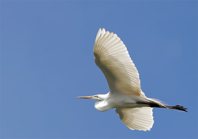 Great White Egret