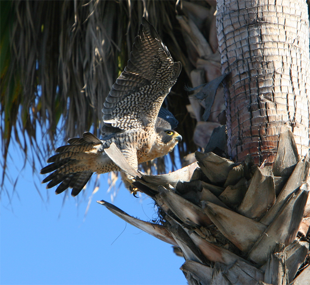Peregrine drinking