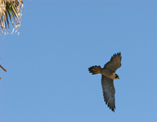 Peregrine flying from palm tree