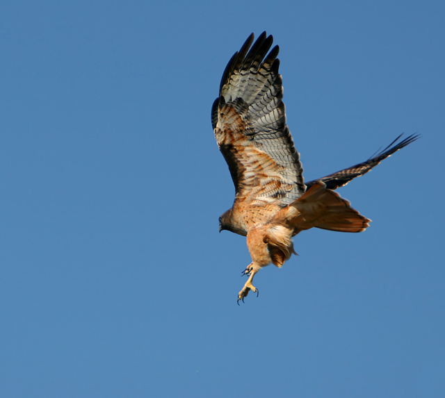 Redtail Hawk