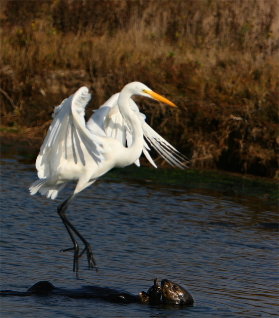 Look-out-below - Egret landing