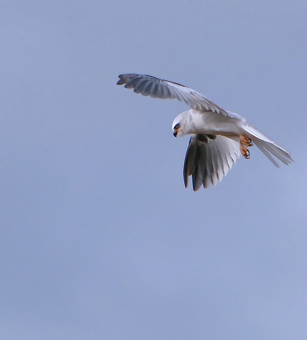 Kite