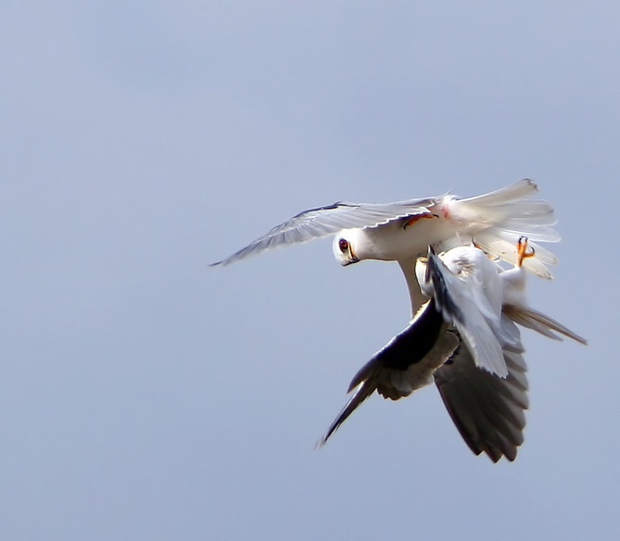 Kites-fighting