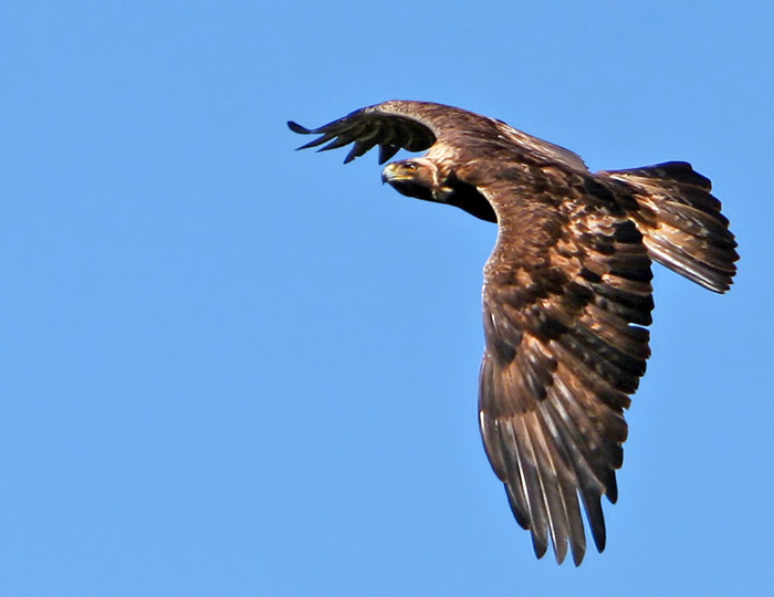 Golden-Eagle-4