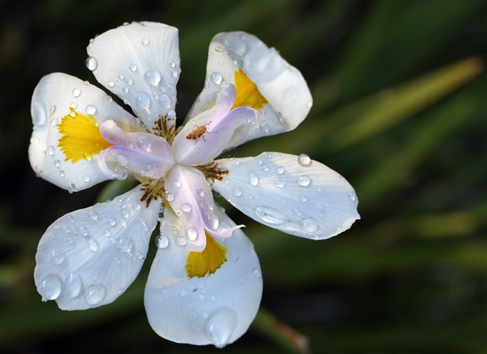 African-Iris-ws.jpg