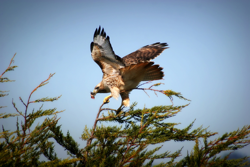 redtail1.jpg