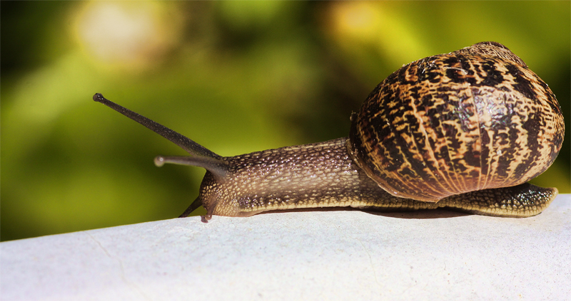 snail 1 rs