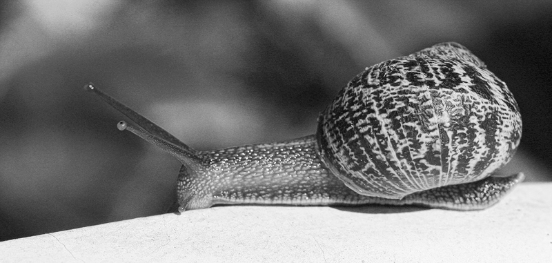 snail b&wrs