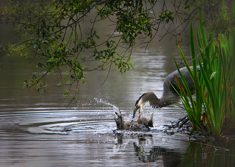heron catching fish