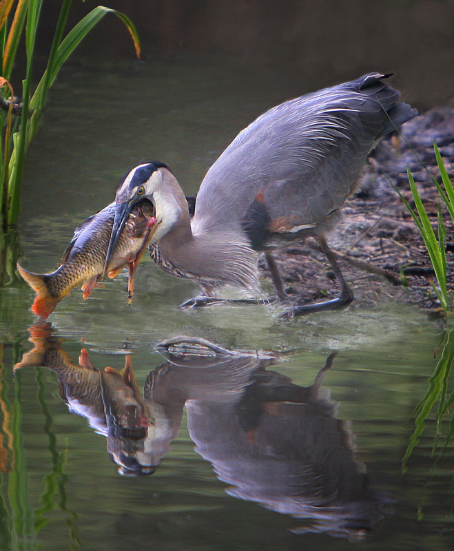 Heron eating 1