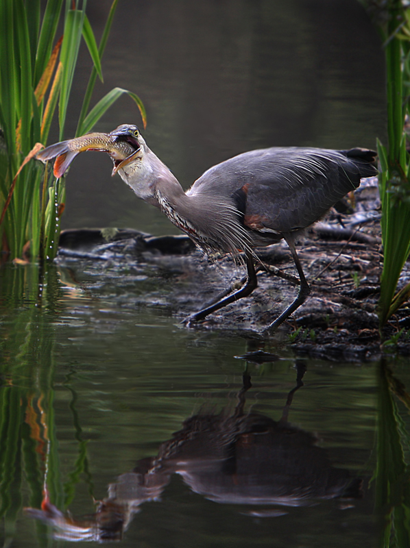 Heron eating 2