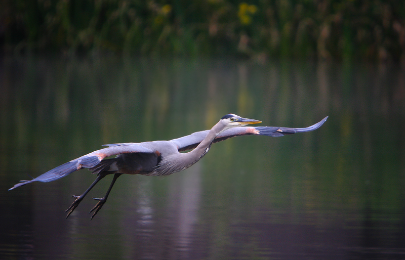Heron flying0