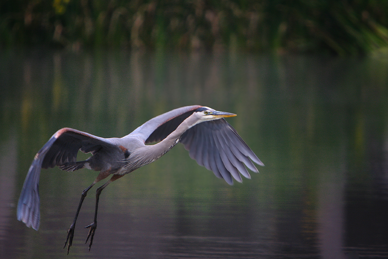 Heron flying 1