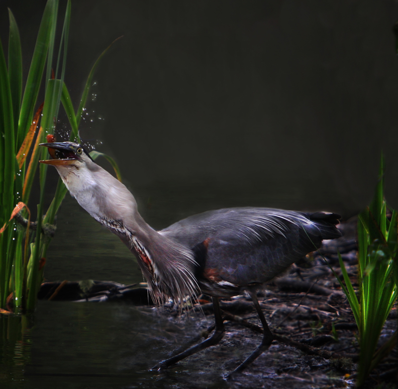 Heron swallowing
