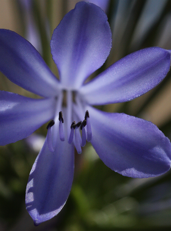 purple flower rs