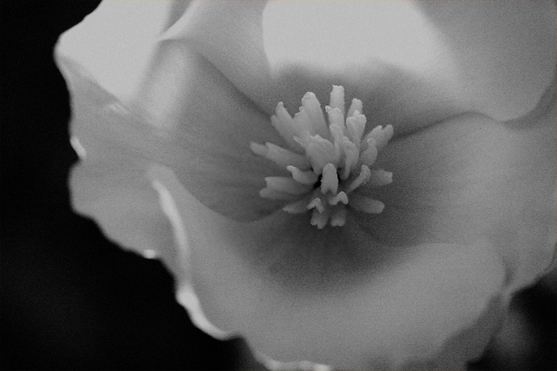 white poppy rs