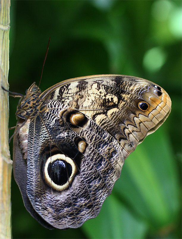Macro-moth