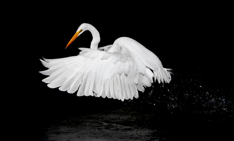 nurturing egret