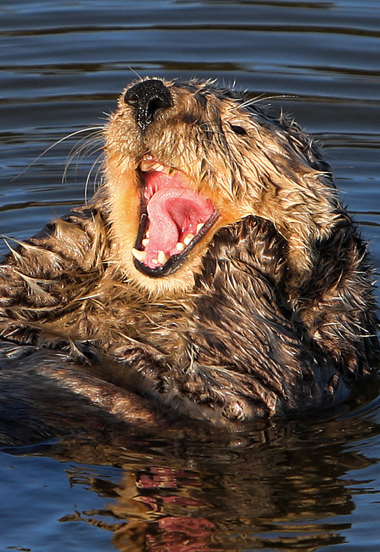otter
