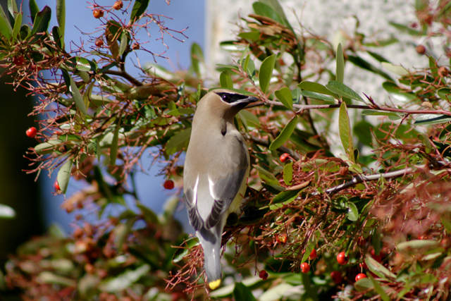 Cedar Waxwing